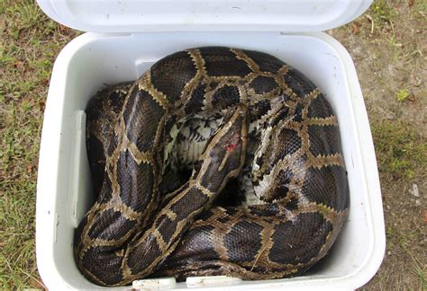 Anaconda Snake Size Choosehohpa