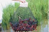 There are many ways to make a crawfish trap, but this article describes a simple, effective design. Making a Crayfish Trap That Works - 101 Ways to Survive