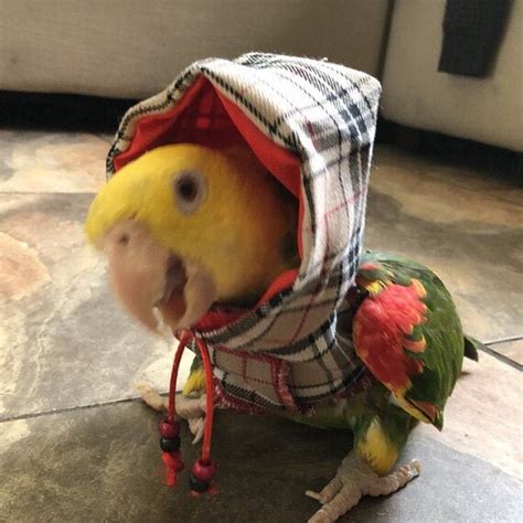 Pet Bird Parrot Hoodie Country Check Tartan All Sizes Etsy