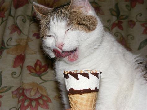 39 Cats Eating Ice Cream Cream Cat Eating Ice Cream Cat Eating