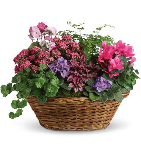 Simply Chic Mixed Plant Basket In Phoenix Az Arcadia Flowers And Ts