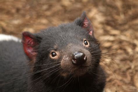 Tassie Devils Hold Clue For How Human Cancers Evade The Immune System