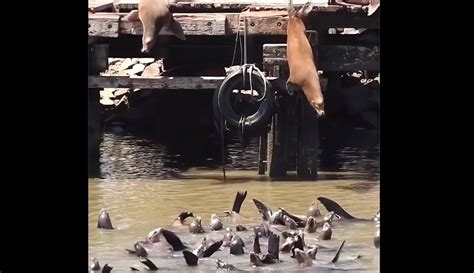 Footage Shows Sea Lions Performing High Dives Riding Giant Waves