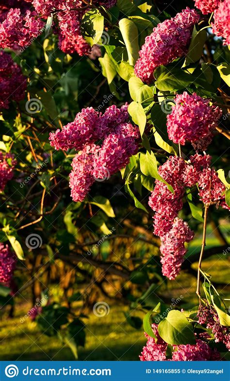 Purple Lilac Flowers In Sunlight With Leaves Stock Image
