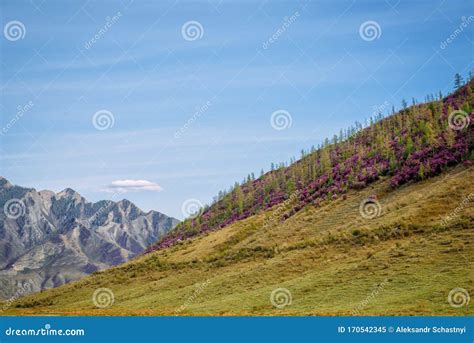 Beautiful Mountain Landscape On Sunny Spring Day Pink Rhododendron
