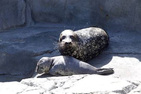 Baby Seal Born To One Of The Aquarium Of The Pacifics Charter Animals