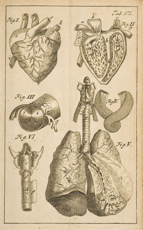 An Old Book With Various Medical Diagrams On The Page Including Lungs