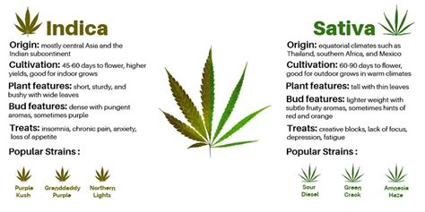 Indica Vs Sativa Vs Hybrid Whats The Difference Between All Types Of