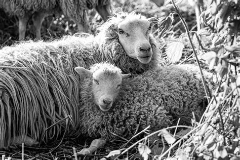 Sheep In Black And White