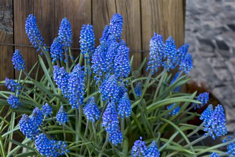 The Spring Muscari In Pots Adorn The Entrance To The Store Stock Photo