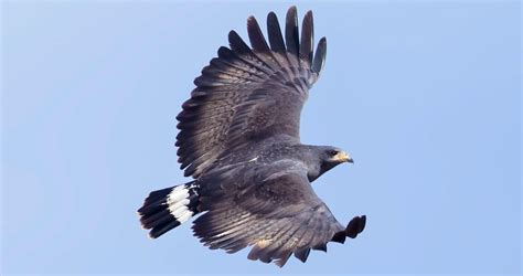 Black Falcon Bird