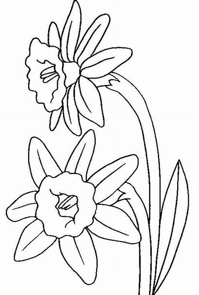Coloring Daffodil Daffodils Pages Printable Flowers Colouring
