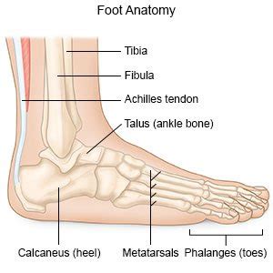 Feeling nauseated after eating is an unpleasant sensation and can indicate one of several conditions. Foot Fracture In Adults (Aftercare Instructions) - What ...