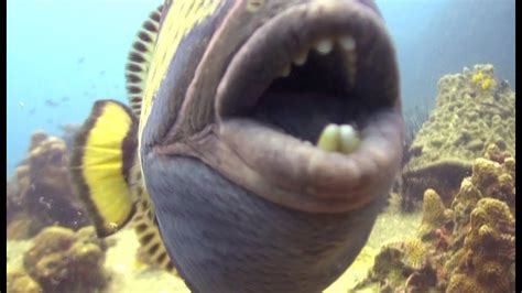 Triggerfish Bite