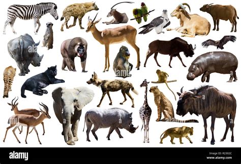 Set Of Different African Animals Isolated Over White Stock Photo Alamy