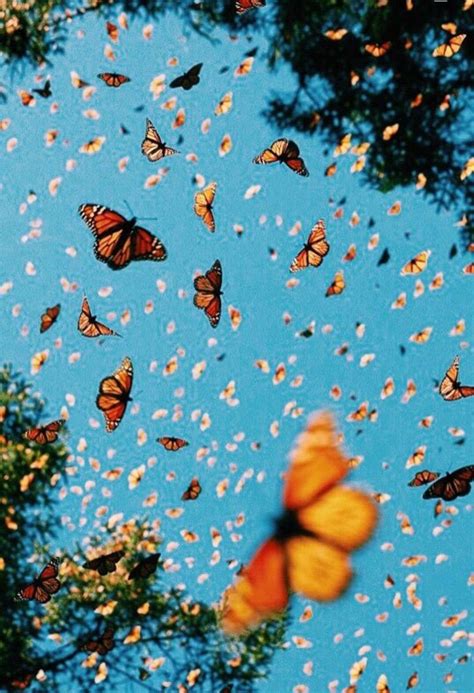 Vsco Butterfly Aesthetic Cover Wallpapers Wallpaper Cave