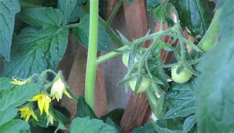 What Causes Tomato Plants To Wilt Garden Guides