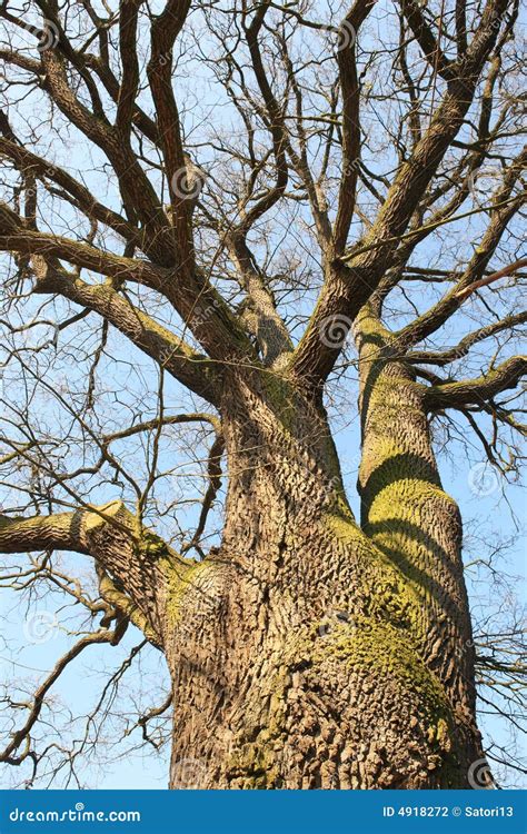 Mighty Oak Tree Stock Photo Image Of Spring Branch Ancient 4918272