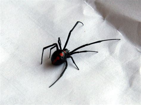 The black widow spider is a large widow spider found throughout the world and commonly associated with urban habitats or agricultural areas. Dangerous Black Widow Spider Pictures - We Need Fun