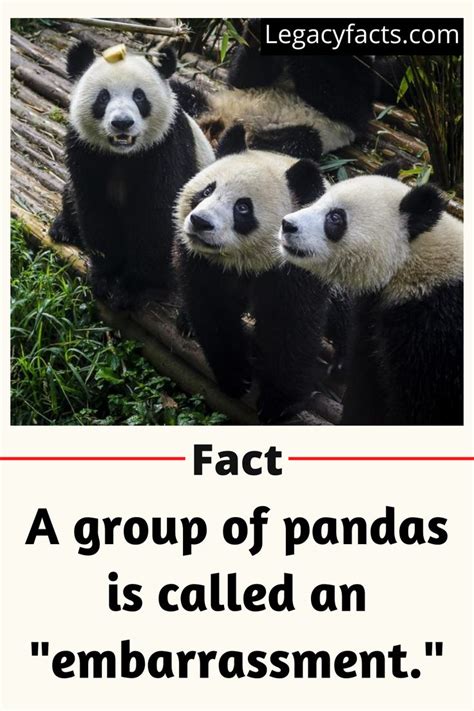 60 Facts About Panda Legacy Facts Panda Animal Facts Lazy Animals