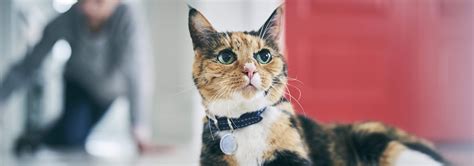 Ibd In Cats What You Need To Know Hills Pet