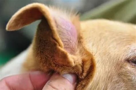 Otohematoma En Los Perros Qué Es Qué Lo Causa Y Cómo Tratarlo
