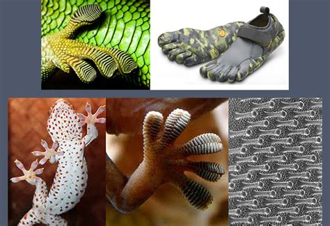 Biomimicry Nine Laws Of Nature And Examples Slide Show