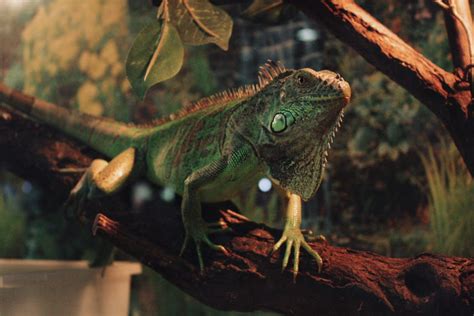 Best Reptile Terrariums For Sale In 2022 Terrarium Universe