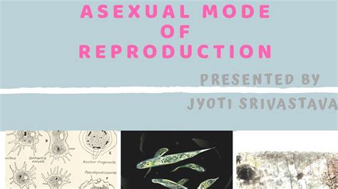 Reproduction Asexual Mode Of Reproduction Class 10 Youtube