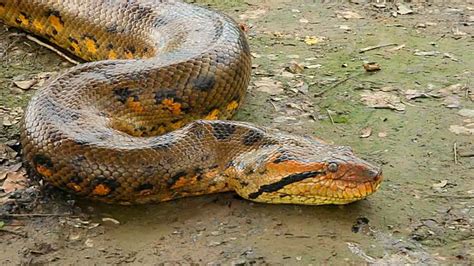 Conservation Group Please Dont Kill Protected Snakes Loop News