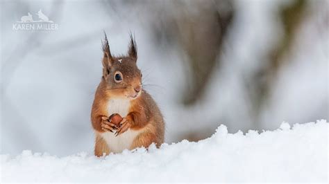 Red Squirrels In The Snow Youtube