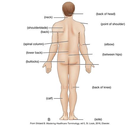 Dorsum Anatomy