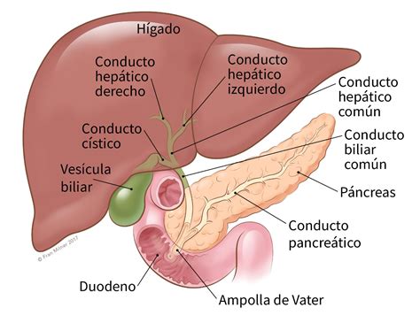 Vesicula Biliar Y Conducto Biliares Vesicula Biliar Higado Anatomia