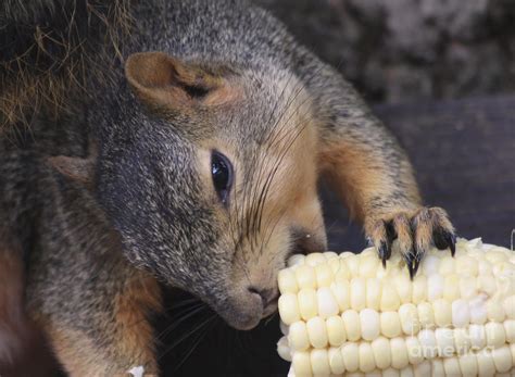 Squirrel Eating Sweet Corn Photograph By Lori Tordsen