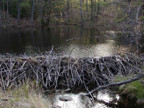 850 Meter Beaver Dam 20 Years In The Making Geardiary