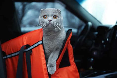 Kittens really need to be socialized early, ideally before always use very gentle touches with your hands. HOW TO TAME A SEMI-FERAL CAT • The Catnip Times