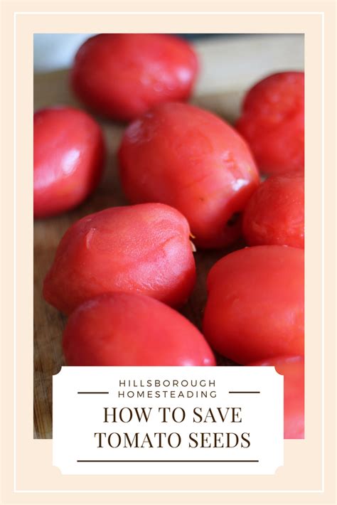 Everything You Need To Know About Saving Tomato Seeds For Next Year