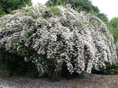 Kolkwitzia Amabilis Beauty Bush Beauty Bush White Gardens Shrubs