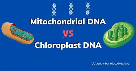 Difference Between Mitochondrial DNA And Chloroplast DNA The Bio View
