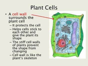 Cell wall is characteristic feature and outermost covering in plant cells. Plant and Animal Cells Lesson | Cells lesson, Plant and ...