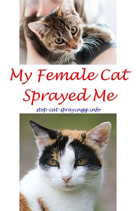 Decreased urination, often associated with straining, or vocalization can signal a urethral blockage, and more commonly occurs in male cats.5this type of obstruction can. Home Remedy To Get Cat Urine Smell Out Of Carpet | Lets ...