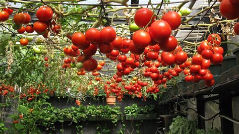 Growing Hydroponic Tomatoes And Its Benefits Growing Tomato Plants