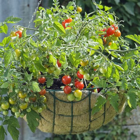Lizzano Tomato Plants For Sale