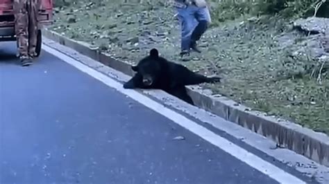 “巡山”黑熊掉进排水沟被卡住，黑熊：别光看热闹，你们搭把手啊 凤凰网资讯 凤凰网