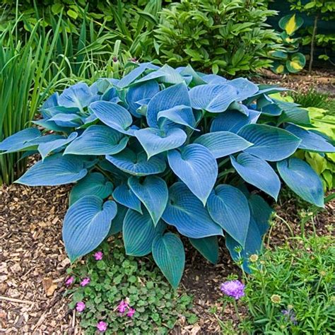 Hosta Halcyon Spring Planting Shade Plant K Van Bourgondien