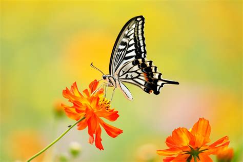 Wallpaper Butterfly Borboleta