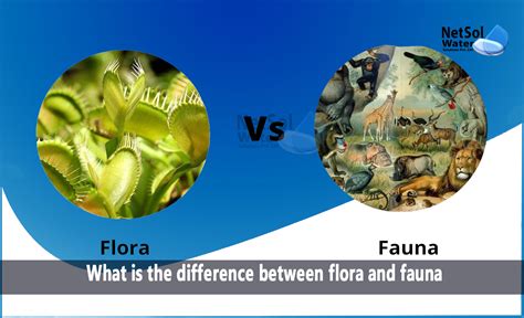 What Is The Difference Between Flora And Fauna