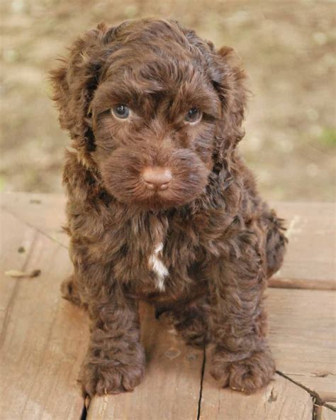 Chocolate Miniature Labradoodle Puppies For Sale