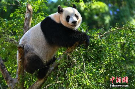 Most Popular Giant Panda In China Makes Headlines