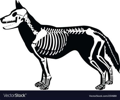 Printable Animal X Rays